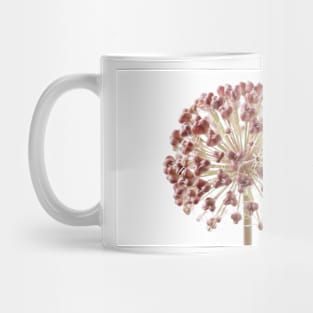 Allium karataviense   AGM  Kara Tau garlic  Seed heads Mug